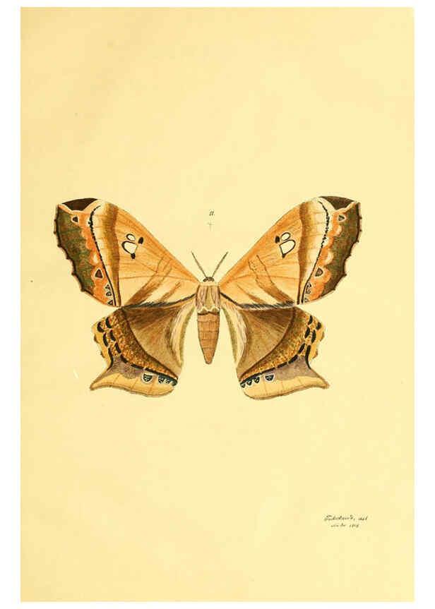 Reproducción/Reproduction 5980689513: Beiträge zur Schmetterlingskunde Elberfeld :[s.n.],1872