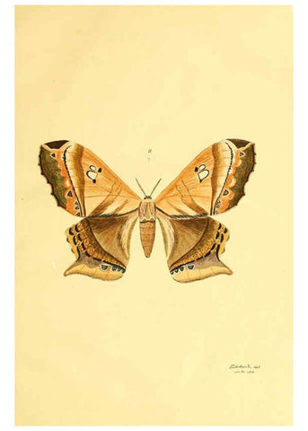 Reproducción/Reproduction 5980689513: Beiträge zur Schmetterlingskunde Elberfeld :[s.n.],1872