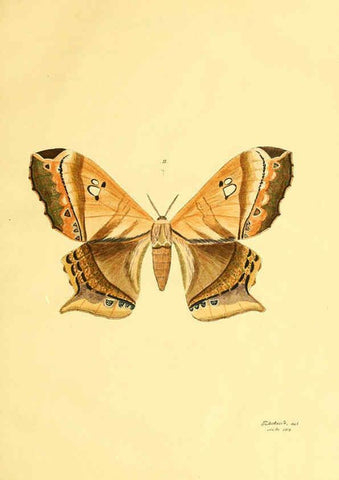 Reproducción/Reproduction 5980689513: Beiträge zur Schmetterlingskunde Elberfeld :[s.n.],1872