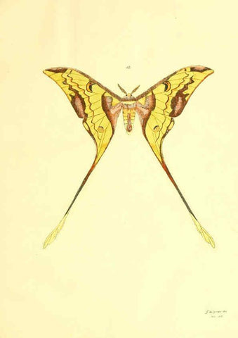 Reproducción/Reproduction 5981248032: Beiträge zur Schmetterlingskunde Elberfeld :[s.n.],1872