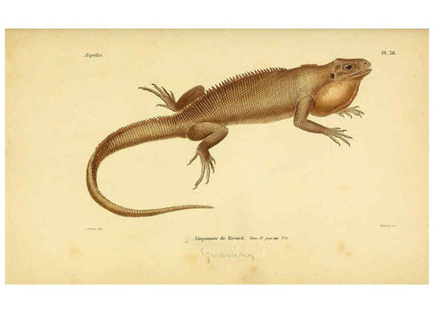 Reproducción/Reproduction 5981844395: Erpétologie générale, ou, Histoire naturelle complète des reptiles Paris :Roret,1834-1854