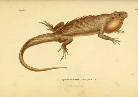 Reproducción/Reproduction 5981844395: Erpétologie générale, ou, Histoire naturelle complète des reptiles Paris :Roret,1834-1854