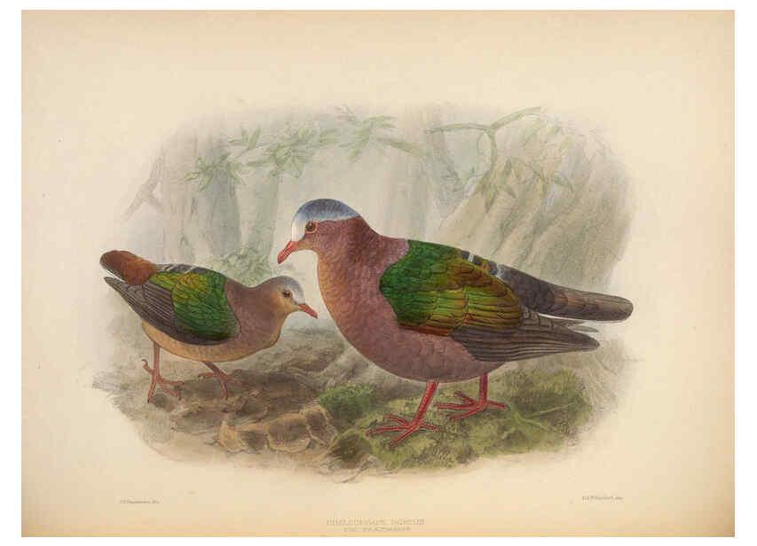 Reproducción/Reproduction 5981495213: Ornithological miscellany V.2 London :Trübner and Co., Bernard Quaritch, R.H. Porter,1876-1878