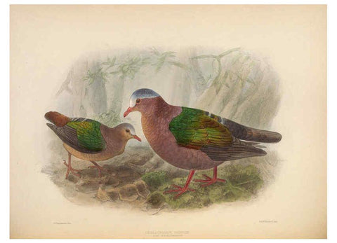 Reproducción/Reproduction 5981495213: Ornithological miscellany V.2 London :Trübner and Co., Bernard Quaritch, R.H. Porter,1876-1878