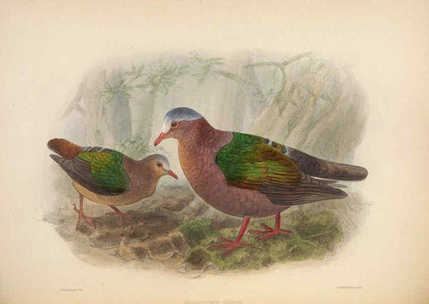 Reproducción/Reproduction 5981495213: Ornithological miscellany V.2 London :Trübner and Co., Bernard Quaritch, R.H. Porter,1876-1878