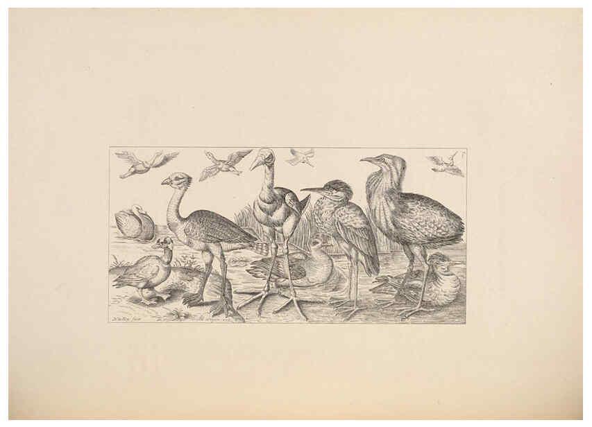 Reproducción/Reproduction 5981495955: Ornithological miscellany V.2 London :Trübner and Co., Bernard Quaritch, R.H. Porter,1876-1878
