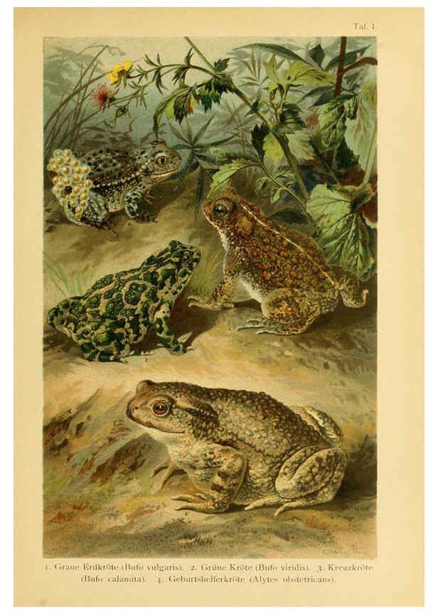 Reproducción/Reproduction 5981665253: Deutschlands Amphibien und Reptilien Magdeburg,Creutz'sche Verlagsbuchhandlung,1897