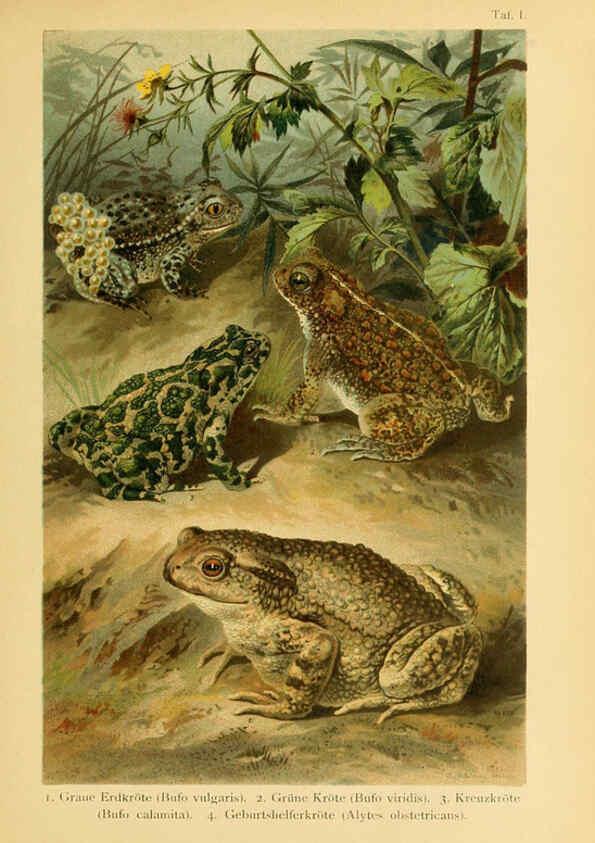 Reproducción/Reproduction 5981665253: Deutschlands Amphibien und Reptilien Magdeburg,Creutz'sche Verlagsbuchhandlung,1897