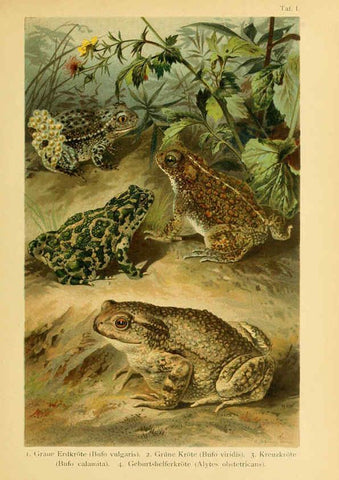 Reproducción/Reproduction 5981665253: Deutschlands Amphibien und Reptilien Magdeburg,Creutz'sche Verlagsbuchhandlung,1897