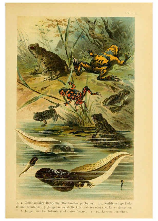 Reproducción/Reproduction 5981665487: Deutschlands Amphibien und Reptilien Magdeburg,Creutz'sche Verlagsbuchhandlung,1897