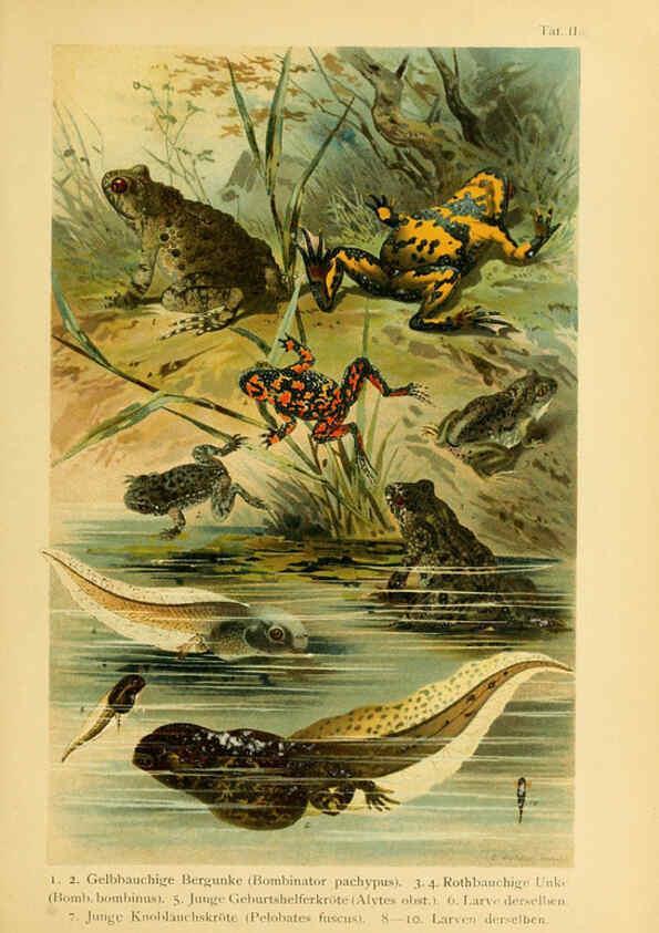 Reproducción/Reproduction 5981665487: Deutschlands Amphibien und Reptilien Magdeburg,Creutz'sche Verlagsbuchhandlung,1897