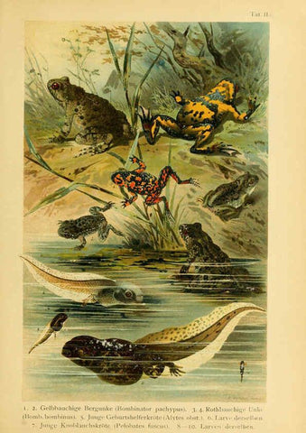 Reproducción/Reproduction 5981665487: Deutschlands Amphibien und Reptilien Magdeburg,Creutz'sche Verlagsbuchhandlung,1897