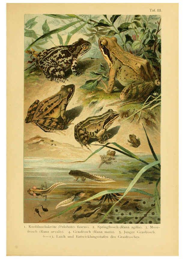 Reproducción/Reproduction 5982226970: Deutschlands Amphibien und Reptilien Magdeburg,Creutz'sche Verlagsbuchhandlung,1897