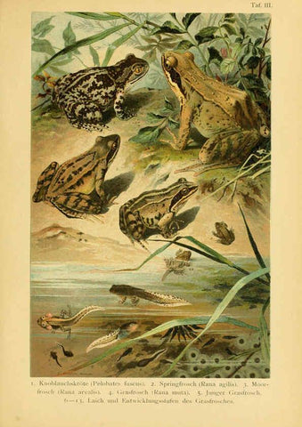 Reproducción/Reproduction 5982226970: Deutschlands Amphibien und Reptilien Magdeburg,Creutz'sche Verlagsbuchhandlung,1897