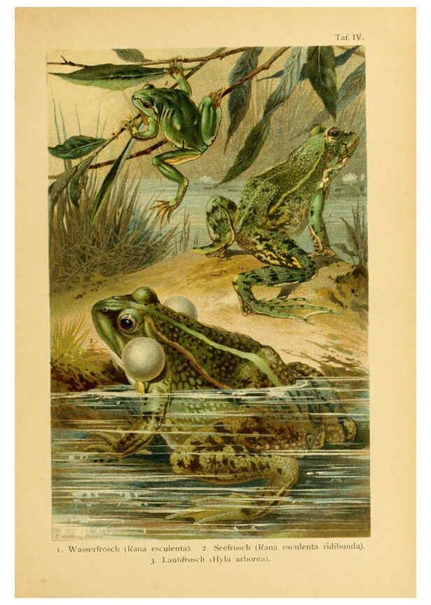 Reproducción/Reproduction 5981666259: Deutschlands Amphibien und Reptilien Magdeburg,Creutz'sche Verlagsbuchhandlung,1897