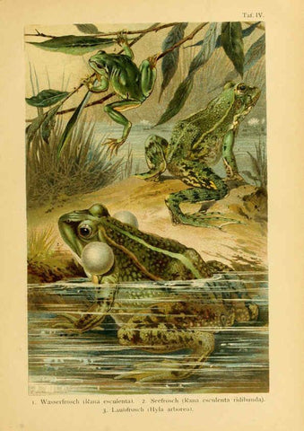 Reproducción/Reproduction 5981666259: Deutschlands Amphibien und Reptilien Magdeburg,Creutz'sche Verlagsbuchhandlung,1897