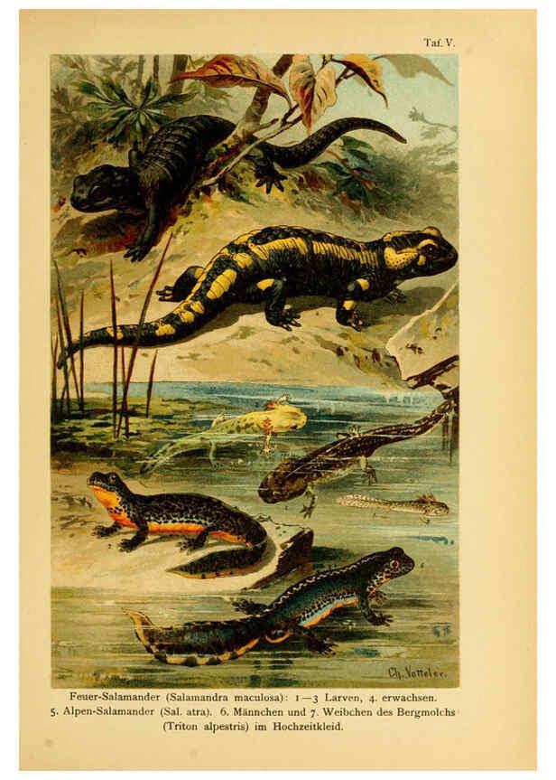Reproducción/Reproduction 5981666559: Deutschlands Amphibien und Reptilien Magdeburg,Creutz'sche Verlagsbuchhandlung,1897