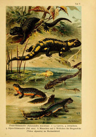 Reproducción/Reproduction 5981666559: Deutschlands Amphibien und Reptilien Magdeburg,Creutz'sche Verlagsbuchhandlung,1897
