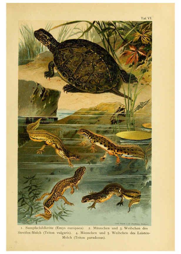 Reproducción/Reproduction 5981666859: Deutschlands Amphibien und Reptilien Magdeburg,Creutz'sche Verlagsbuchhandlung,1897