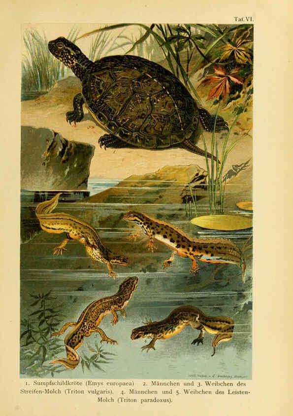 Reproducción/Reproduction 5981666859: Deutschlands Amphibien und Reptilien Magdeburg,Creutz'sche Verlagsbuchhandlung,1897