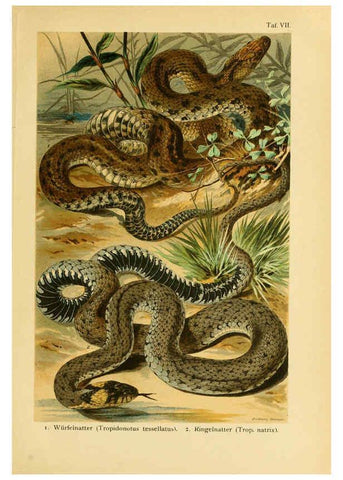Reproducción/Reproduction 5981667119: Deutschlands Amphibien und Reptilien Magdeburg,Creutz'sche Verlagsbuchhandlung,1897