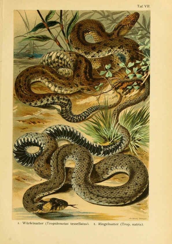 Reproducción/Reproduction 5981667119: Deutschlands Amphibien und Reptilien Magdeburg,Creutz'sche Verlagsbuchhandlung,1897