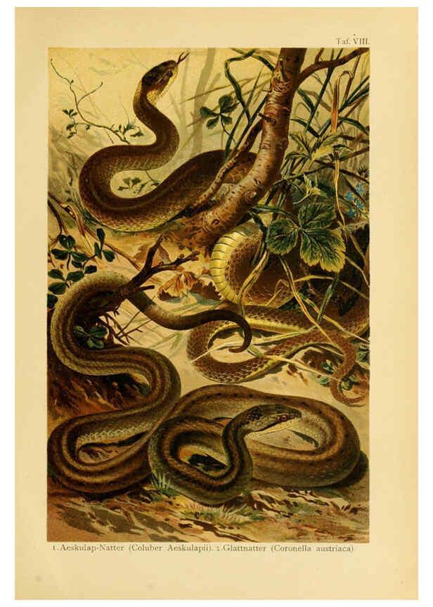 Reproducción/Reproduction 5981667497: Deutschlands Amphibien und Reptilien Magdeburg,Creutz'sche Verlagsbuchhandlung,1897