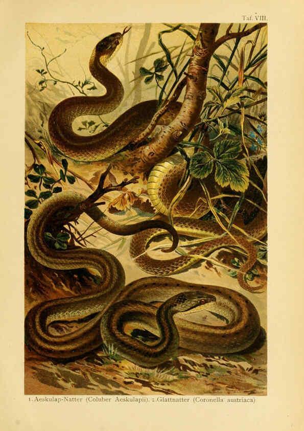 Reproducción/Reproduction 5981667497: Deutschlands Amphibien und Reptilien Magdeburg,Creutz'sche Verlagsbuchhandlung,1897