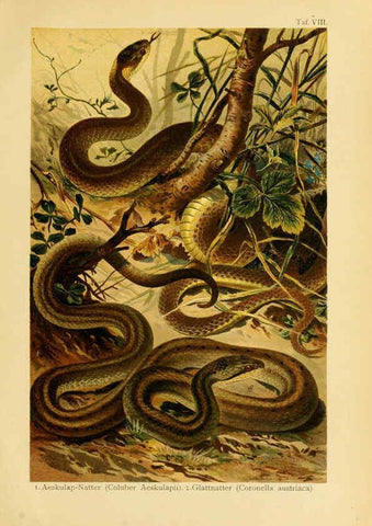Reproducción/Reproduction 5981667497: Deutschlands Amphibien und Reptilien Magdeburg,Creutz'sche Verlagsbuchhandlung,1897