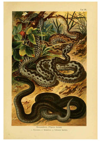Reproducción/Reproduction 5982228766: Deutschlands Amphibien und Reptilien Magdeburg,Creutz'sche Verlagsbuchhandlung,1897
