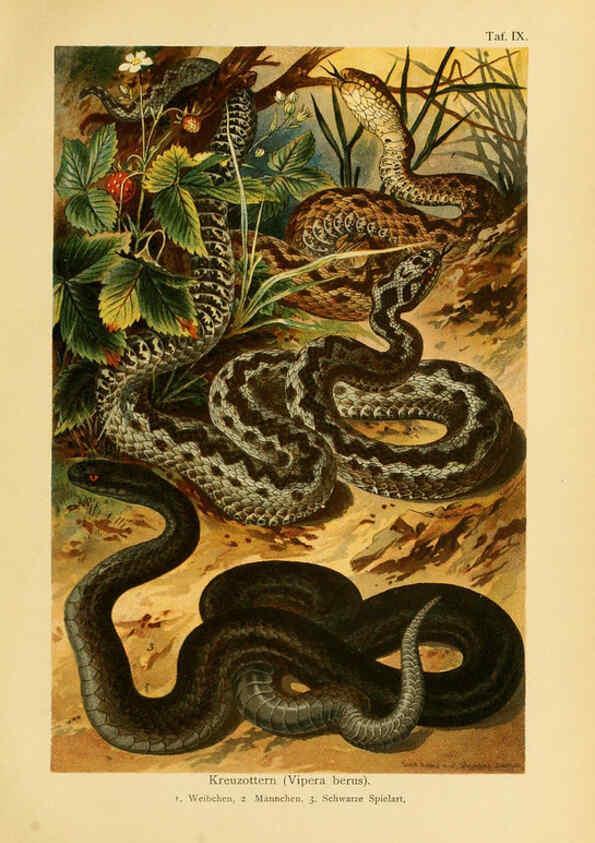 Reproducción/Reproduction 5982228766: Deutschlands Amphibien und Reptilien Magdeburg,Creutz'sche Verlagsbuchhandlung,1897