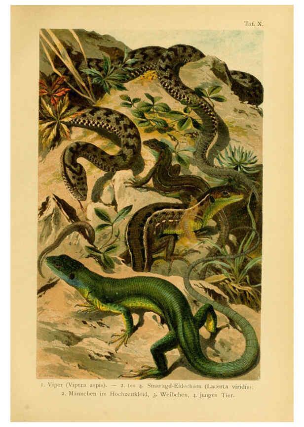Reproducción/Reproduction 5982229224: Deutschlands Amphibien und Reptilien Magdeburg,Creutz'sche Verlagsbuchhandlung,1897
