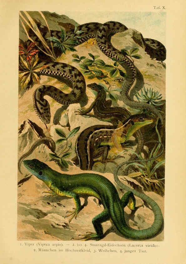 Reproducción/Reproduction 5982229224: Deutschlands Amphibien und Reptilien Magdeburg,Creutz'sche Verlagsbuchhandlung,1897