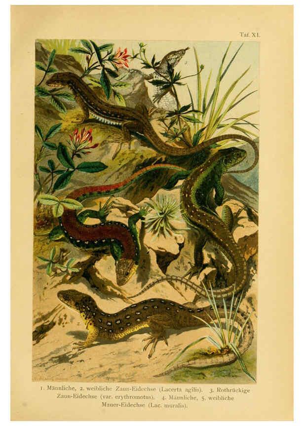 Reproducción/Reproduction 5981668669: Deutschlands Amphibien und Reptilien Magdeburg,Creutz'sche Verlagsbuchhandlung,1897