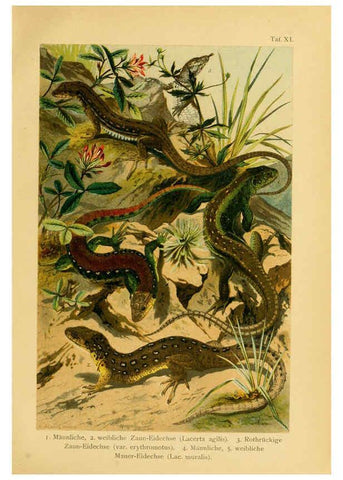 Reproducción/Reproduction 5981668669: Deutschlands Amphibien und Reptilien Magdeburg,Creutz'sche Verlagsbuchhandlung,1897