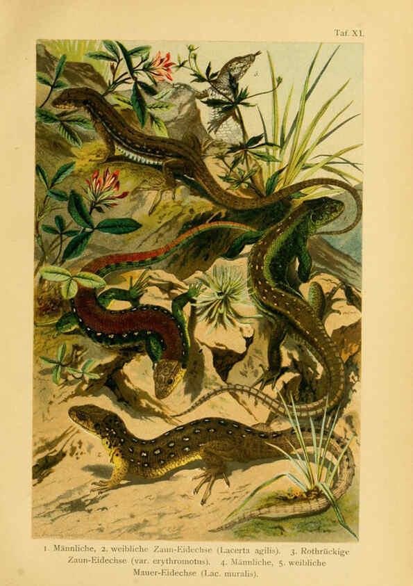 Reproducción/Reproduction 5981668669: Deutschlands Amphibien und Reptilien Magdeburg,Creutz'sche Verlagsbuchhandlung,1897