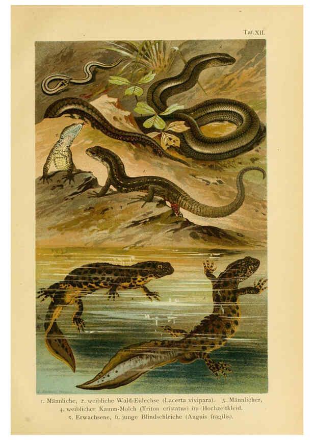 Reproducción/Reproduction 5981669433: Deutschlands Amphibien und Reptilien Magdeburg,Creutz'sche Verlagsbuchhandlung,1897