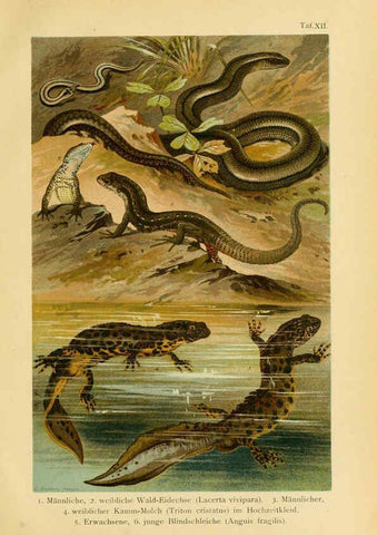 Reproducción/Reproduction 5981669433: Deutschlands Amphibien und Reptilien Magdeburg,Creutz'sche Verlagsbuchhandlung,1897