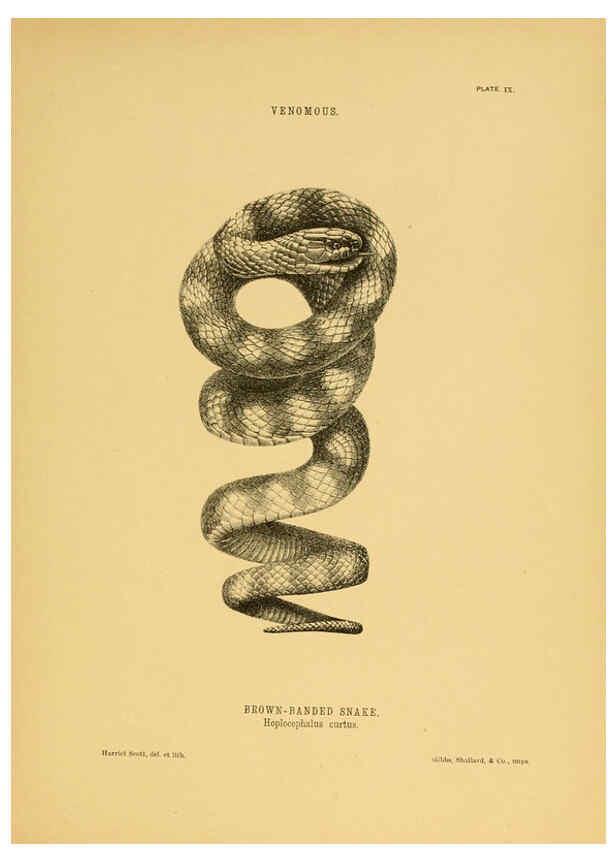 Reproducción/Reproduction 5982159894: The snakes of Australia Sydney :T. Richards, Government Printer,1869