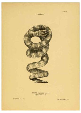 Reproducción/Reproduction 5982159894: The snakes of Australia Sydney :T. Richards, Government Printer,1869