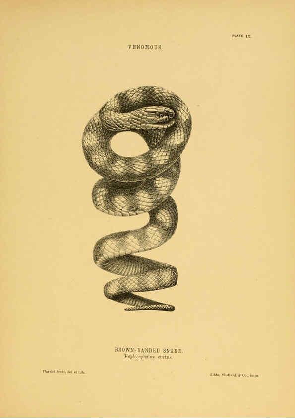 Reproducción/Reproduction 5982159894: The snakes of Australia Sydney :T. Richards, Government Printer,1869