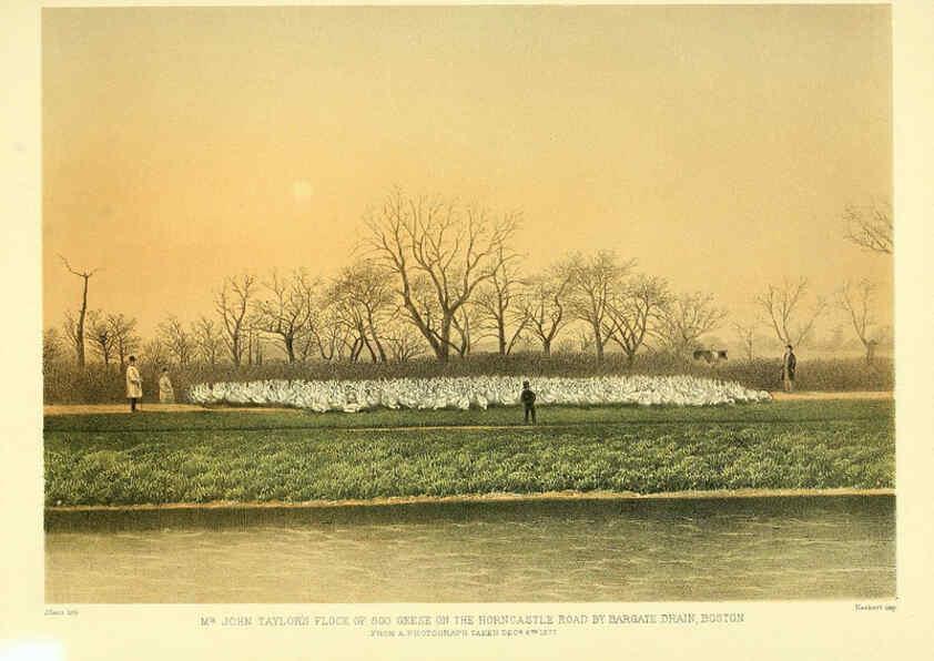 Reproducción/Reproduction 5981545549: Ornithological miscellany V.3 London :Trübner and Co., Bernard Quaritch, R.H. Porter,1876-1878