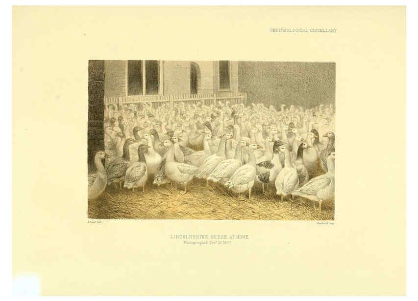 Reproducción/Reproduction 5981546023: Ornithological miscellany V.3 London :Trübner and Co., Bernard Quaritch, R.H. Porter,1876-1878