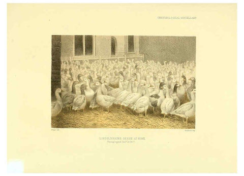 Reproducción/Reproduction 5981546023: Ornithological miscellany V.3 London :Trübner and Co., Bernard Quaritch, R.H. Porter,1876-1878