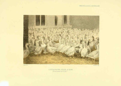 Reproducción/Reproduction 5981546023: Ornithological miscellany V.3 London :Trübner and Co., Bernard Quaritch, R.H. Porter,1876-1878