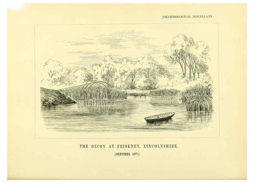 Reproducción/Reproduction 5981546227: Ornithological miscellany V.3 London :Trübner and Co., Bernard Quaritch, R.H. Porter,1876-1878
