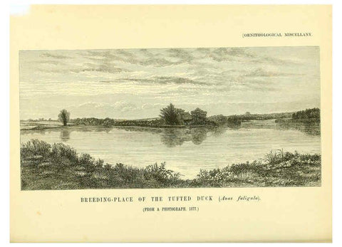 Reproducción/Reproduction 5981546421: Ornithological miscellany V.3 London :Trübner and Co., Bernard Quaritch, R.H. Porter,1876-1878