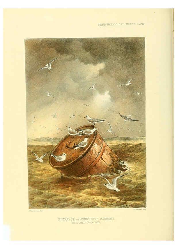 Reproducción/Reproduction 5982106698: Ornithological miscellany V.3 London :Trübner and Co., Bernard Quaritch, R.H. Porter,1876-1878