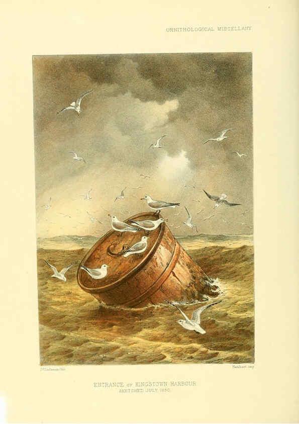 Reproducción/Reproduction 5982106698: Ornithological miscellany V.3 London :Trübner and Co., Bernard Quaritch, R.H. Porter,1876-1878