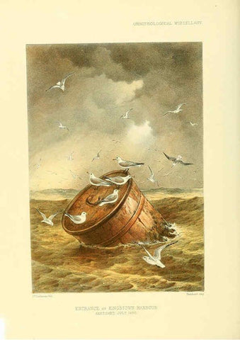 Reproducción/Reproduction 5982106698: Ornithological miscellany V.3 London :Trübner and Co., Bernard Quaritch, R.H. Porter,1876-1878